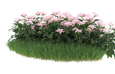 Field of flowers on transparent background. 3d rendering - illustration