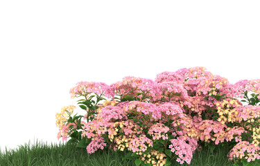 Field of flowers on transparent background. 3d rendering - illustration