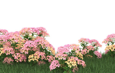 Field of flowers on transparent background. 3d rendering - illustration