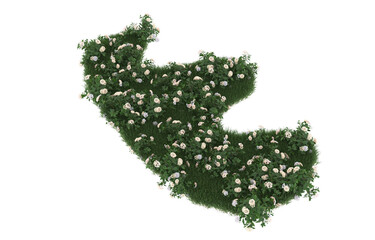 Field of flowers on transparent background. 3d rendering - illustration