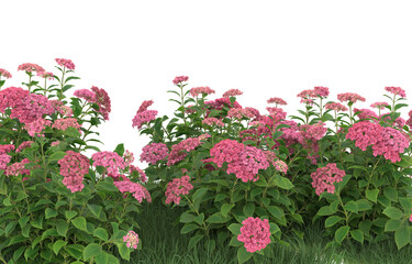 Grass and flowers on transparent background. 3d rendering - illustration