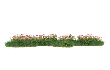 Grass and flowers on transparent background. 3d rendering - illustration