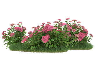 Grass and flowers on transparent background. 3d rendering - illustration