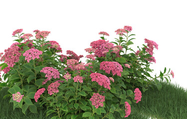 Grass and flowers on transparent background. 3d rendering - illustration