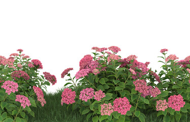 Grass and flowers on transparent background. 3d rendering - illustration