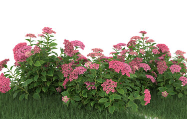 Grass and flowers on transparent background. 3d rendering - illustration