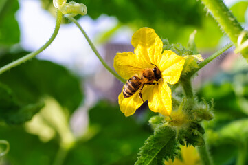 A bee collects pollen on a yellow cucumber flower, sunny day. Selective focus