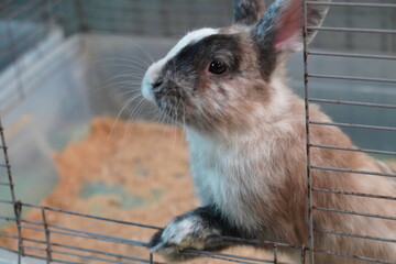 portrait of a dwarf rabbit peeking out of a cage behind a carrot of a gray house color. The concept...
