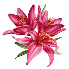 Elegant lilies, flowers on isolated white background, watercolor illustration, greeting card - obrazy, fototapety, plakaty