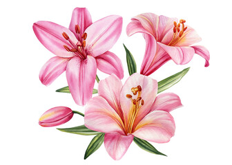Fototapeta na wymiar Bouquet of flowers lilies, watercolor botanical illustration, floral elements.