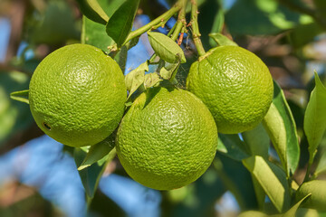 Grüne, reifende Orangen, Griechenland © kranidi