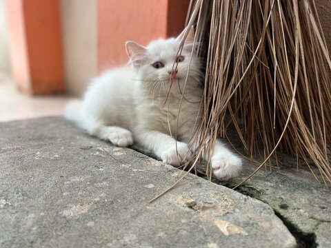 cat on the wall