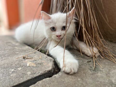 cat on the table