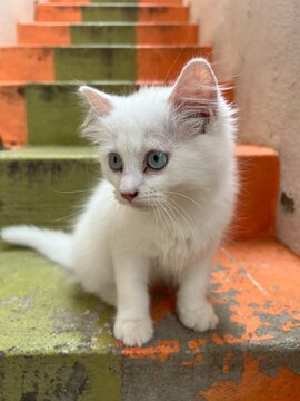 kitten