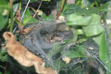 agelena labyrinthica spider macro photo