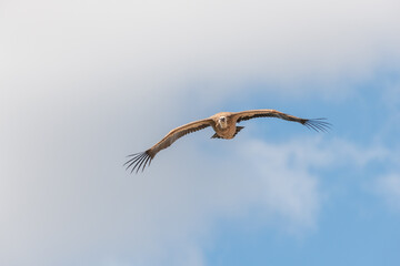 Griffon vultures (fulvus) hovering in warm air thermals currents in morning .
