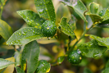 雨にぬれて輝く金柑