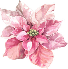 Festive Watercolor Christmas Pink Poisentia Flower New Year Tree Winter Wreath Frame Arrangement 