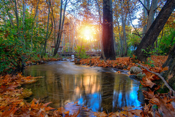 autumn forest in the morning