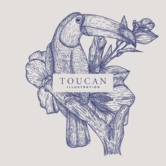 Toucan Bird Hand Drawn Illustration © Bitterheart