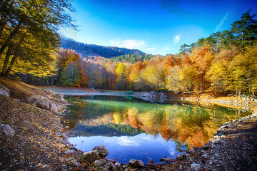 Fototapeta na wymiar A morning in autumn and the forest, reflections on the small lake.
