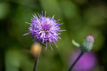 秋アザミに留まる昆虫たち