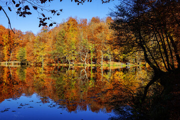 Naklejka premium autumn trees reflected in water