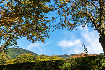 Fototapeta premium 樹木公園 秋の風景
