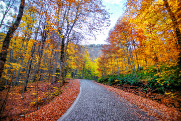 autumn in the forest, the road through the forest