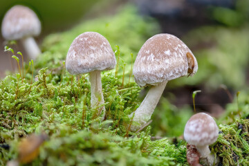 toadstools grow on an old tree trunk in the moss