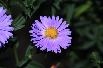 Fototapeta premium trailing ice plant flower macro photo