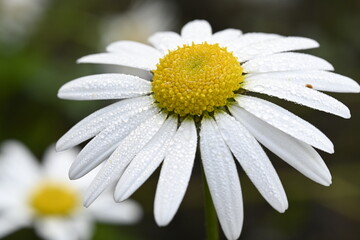 Fototapeta premium daisy flower close up, dew, macro, nature, beautiful