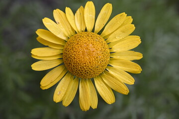 Fototapeta premium yellow daisy flower close, macro, nature, beautiful