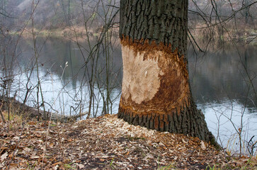 Trees gnawed by a beaver on the river