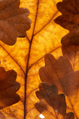 oak leaves on white background