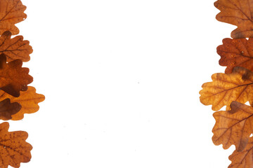oak leaves on white background