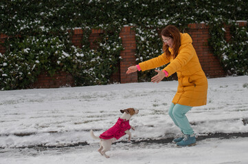 Caucasian woman playing with dog while walking in winter. Jack Russell Terrier is jumping into the...
