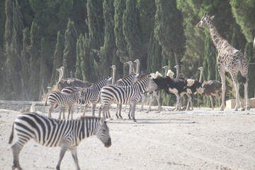 Fototapeta na wymiar zebras , giraffe , Ostriches