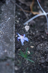 flower on the ground