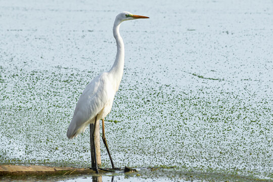 A white heron stands on the shore