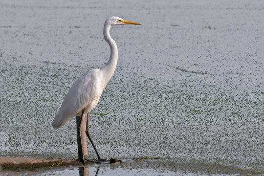 A white heron stands on the shore