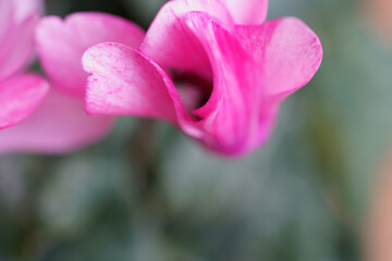 pink cyclamen blossom