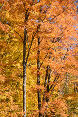 Beautiful  fall colors in the Canadian countryside at fall in the province of Quebec