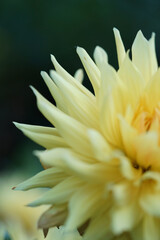 yellow dahlia flower