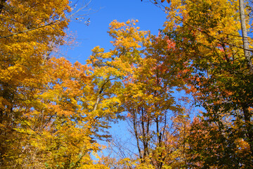 Beautiful  fall colors in the Canadian countryside at fall in the province of Quebec