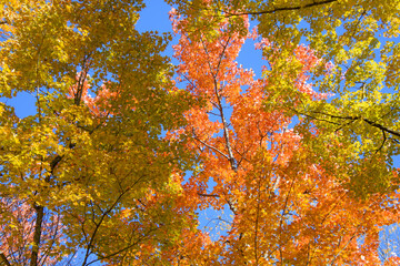 Beautiful  fall colors in the Canadian countryside at fall in the province of Quebec