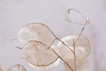 Flor seca decoración, flor de plata, lunaria. Flor que se le saca una capa exterior y queda un...