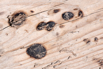 Textura madera con puntos quemados, madera vivida y vieja de banco