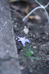 Borretsch Blüte auf dem Boden