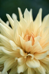 Fototapeta na wymiar yellow dahlia flower